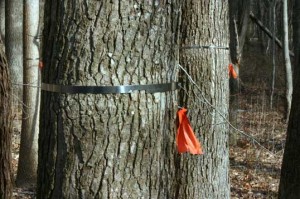 Two trees tagged with a metal band and an orange ribbon.