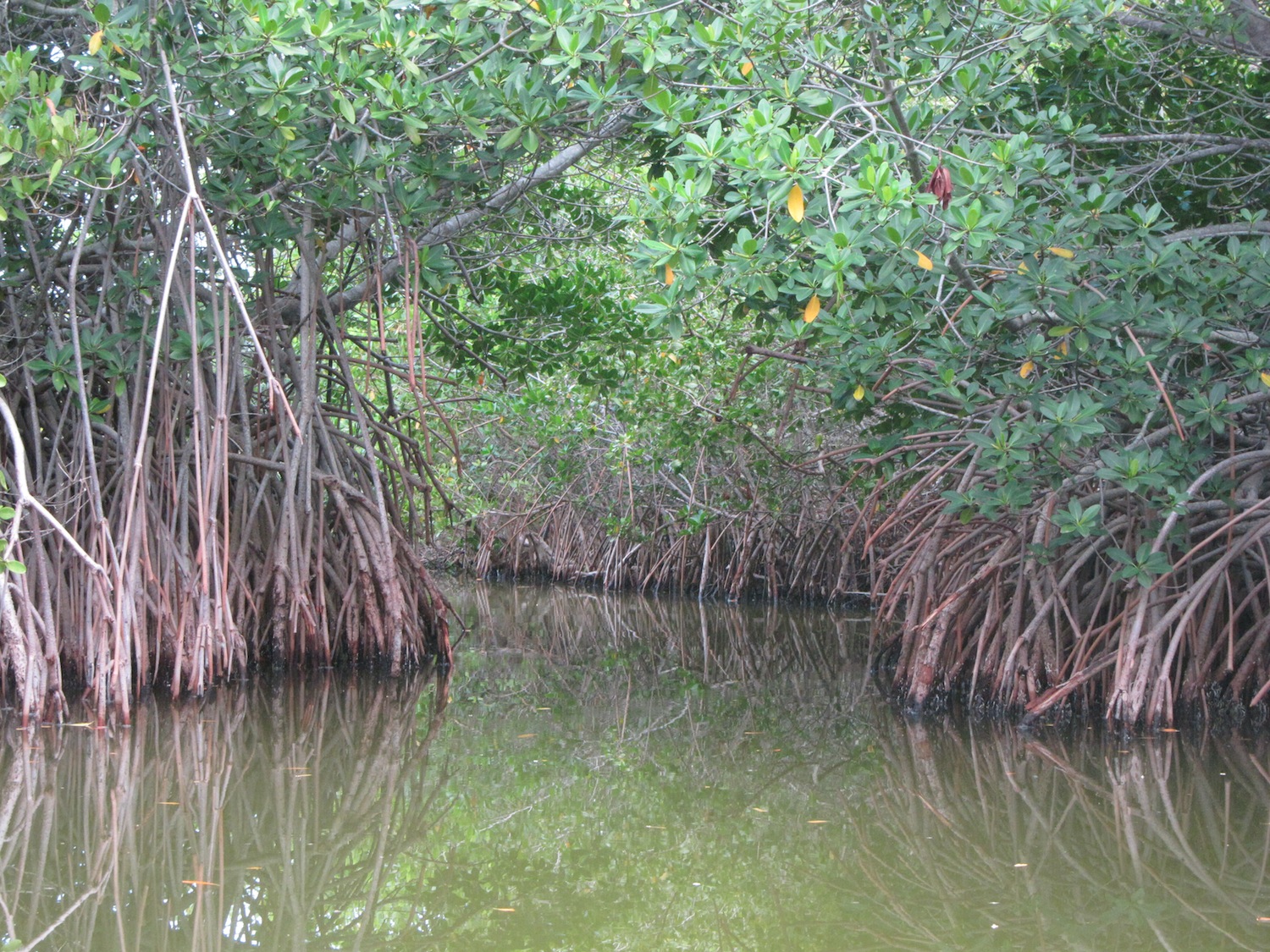 Mangrove Underwater