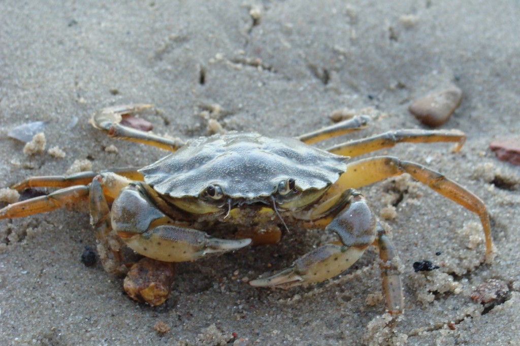Shorelines » Blog Archive » As Green Crabs Invade, Alaskans Launch