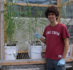 Intern David Gonzalez poses with some of his <i>Phragmites australis</i> plants 