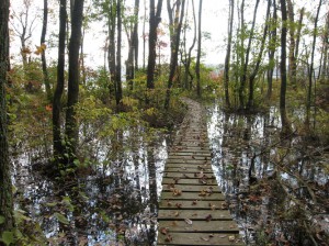 what do the terms dredge and fill mean wetlands maryland