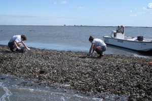 Smithsonian researchers Lori Davias and Jenna Malek collect oysters on an intertidal reef in the Chesapeake Bay. It is difficult to predict the effect of climate change on oyster populations because increasing temperatures will likely have at least two opposing effects. On one hand, intertidal oyster populations may be able to expand northward as winter temperatures rise. On the other hand, increasing summer temperatures are likely to worsen the problem of low oxygen concentrations and may reduce the extent or suitability of some subtidal habitat currently used by oysters. At this point, scientists are unable to predict whether the combination of these two factors will result in a net increase or net loss of habitat.  Photo: Sean Fate