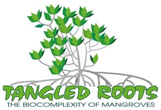 Mangrove Tour Image