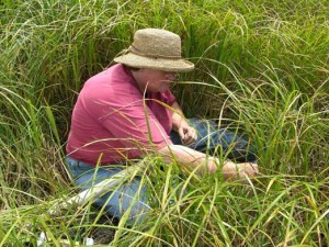 Cindy Gilmour doing mercury research in a marsh