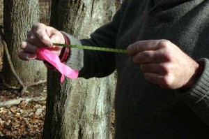 Parker holding the diameter tape he uses to measure the trees.