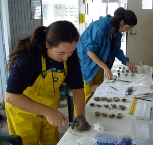 Two researchers dissecting oysters.