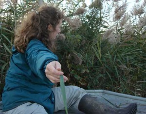 Smithsonian plant ecologist Melissa McCormick hands her colleague a Phragmites australis leaf sample. Photo Karin Kettenring.
