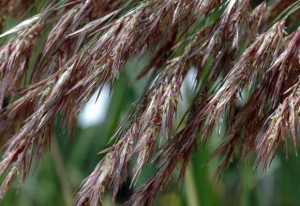 Close-up of the plant Phragmites australis showing the seeds and other reproductive parts.