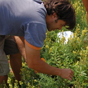 John Parker tends to one of his plants in the field.