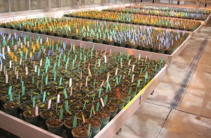 Photo of many hundreds of seedlings growing in a greenhouse.