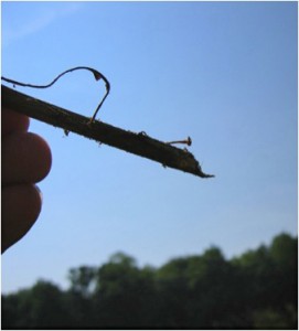 Photo of a hand holding a plant stem that was severed from its base by voles.