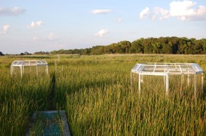Research marsh with two plastic chambers enclosing two different patches of plants.