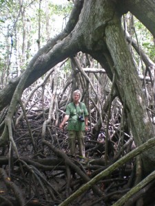 Photo of scientist standing under the roots of a mangrove tree.