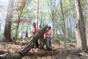 Photo of four men in orange safety vests clearing a fallen tree trunk from a trail.