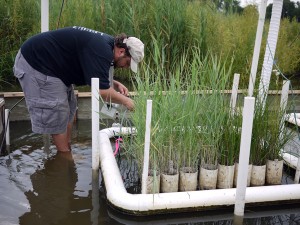 Man standing in marsh, measuring plants that are growing in a special floating device.