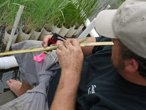 Man using a measuring stick to document height of an individual plant.