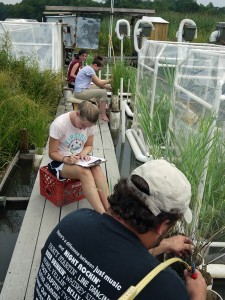 Four people sitting on a boardwalk in a marsh, measuring plants.