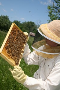 Photo of woman wearing protective clothing and examining a beehive.