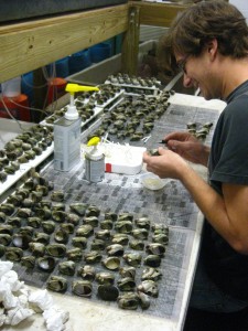 SERC intern labeling scores of slipper limpets, his research subject.