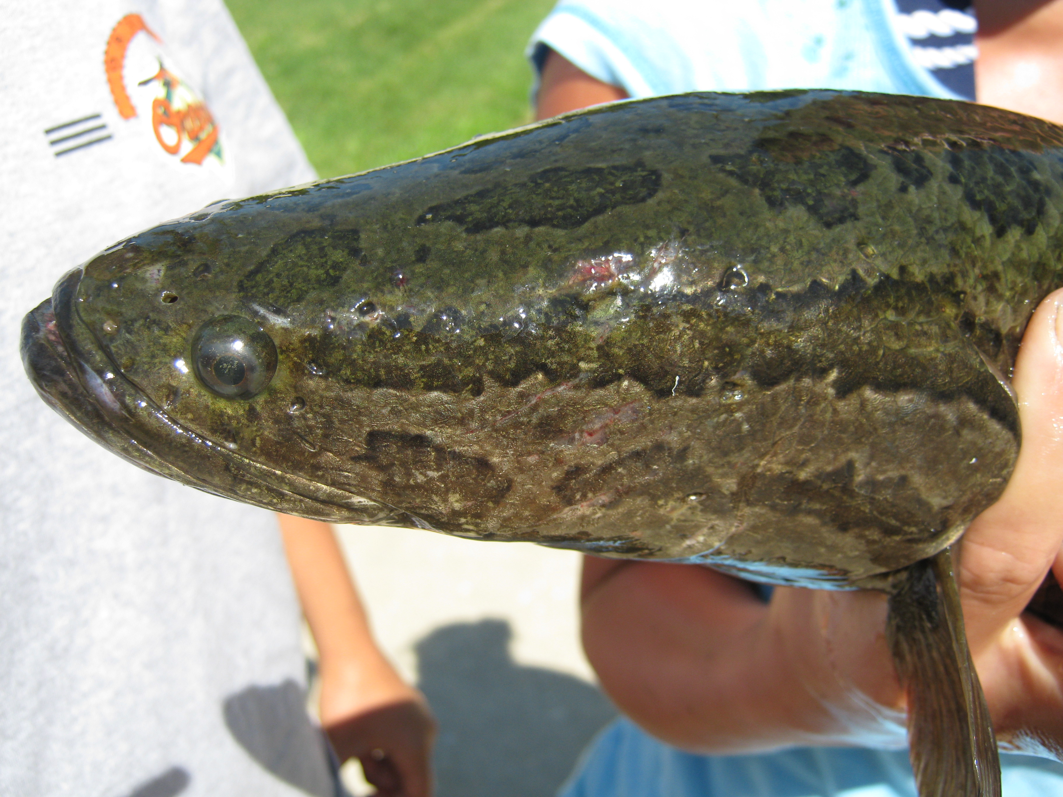 are snakehead fish edible