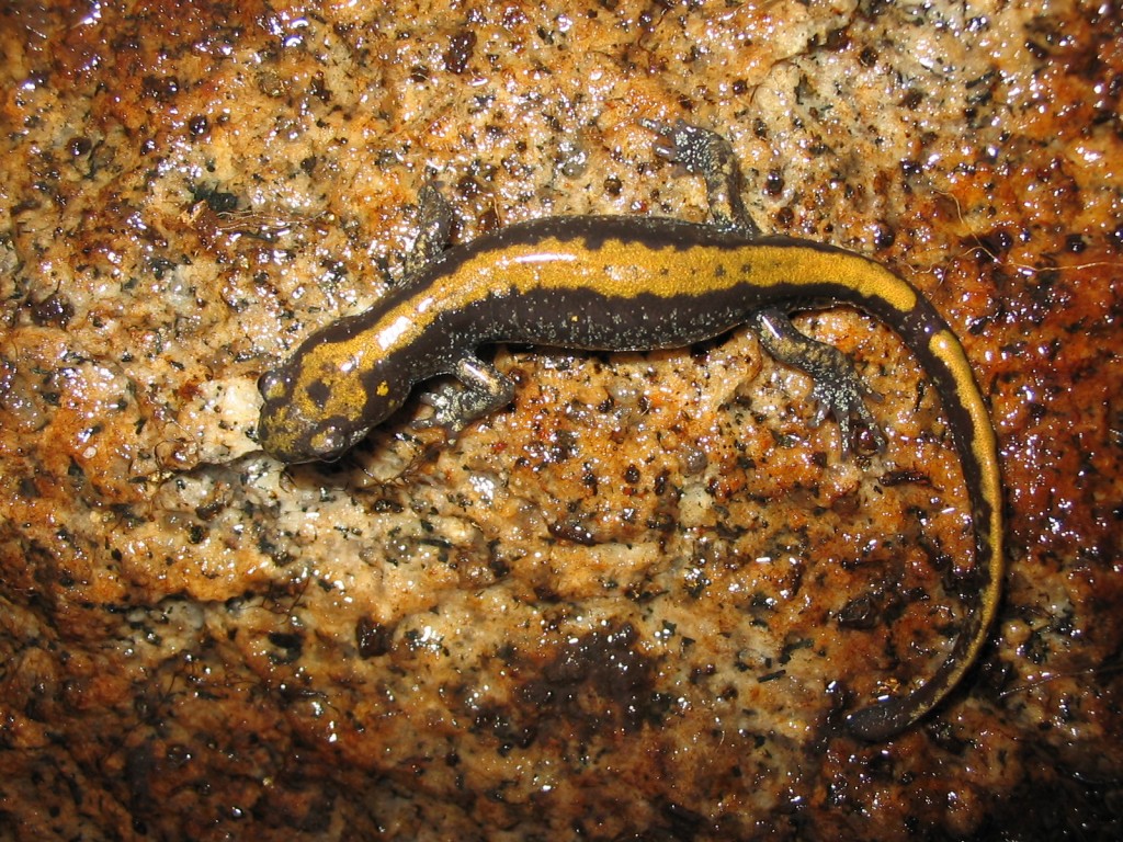 Shorelines » Blog Archive 4 Ways Birds (and Salamanders) Make Humans ...