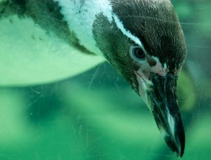 Penguin salt glands, located just above the eyebrow, remove salt from their bloodstream so they don't need to find fresh water.