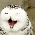 Laughter of a Snowy Owl