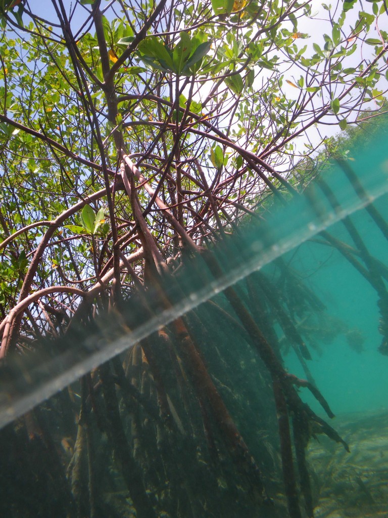 Shorelines » Blog Archive Mangrove Tracking VIII: Beneath the Waves ...