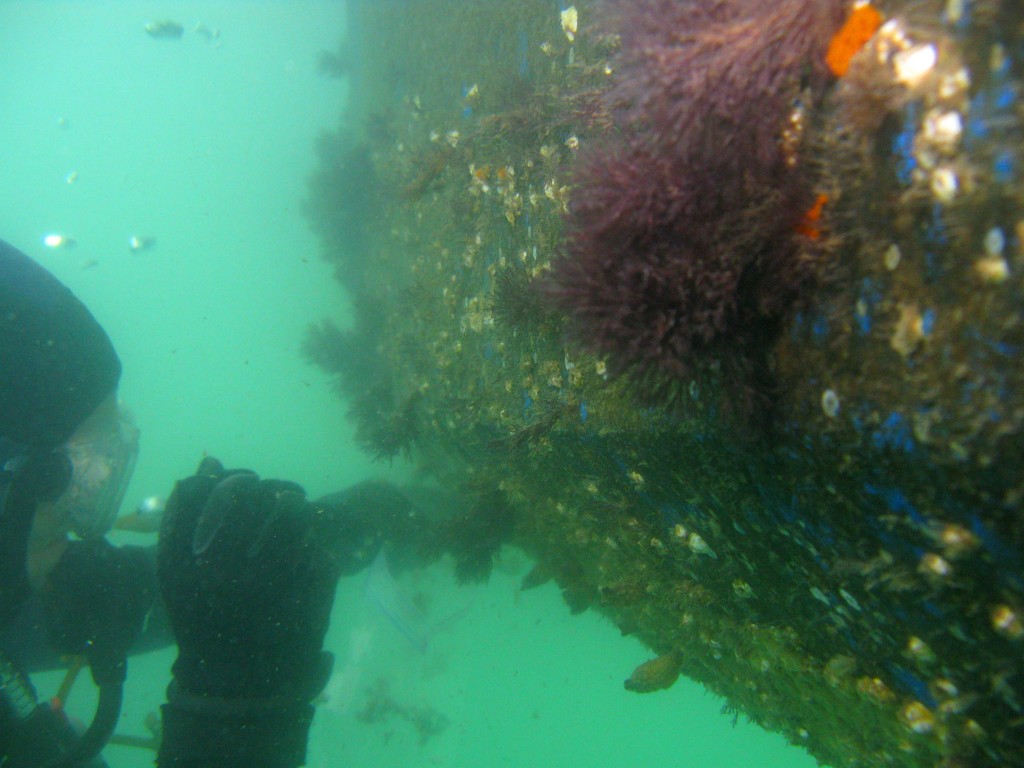 Underwater photo of a diver inspecting a ship hull covered in purple, orange, blue, white and brown biofoulers