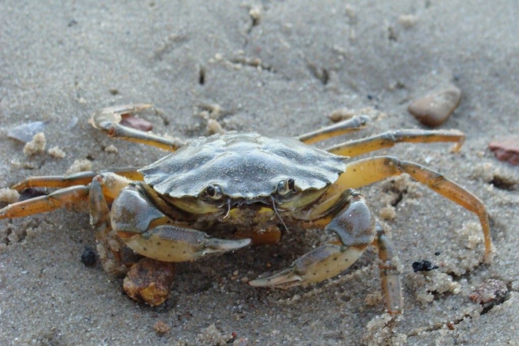 European Green Crab Carcinus maenas. Green crabs have visited every continent but Antarctica. They've colonized parts of the Americas from Alaska to the southern tip of Argentina. (Arthro)