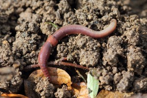Lumbricus rubellus, a European earthworm that is now one of the most common in the eastern U.S.  More than 10,000 years ago, Pleistocene glaciers wiped out native earthworms. Today virtually all earthworms in the U.S. north of Pennsylvania are invasive. (Holger Casselmann)