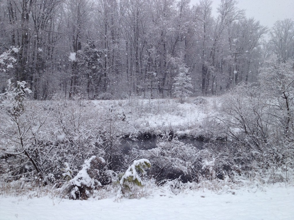 SERC pond on the morning of March 25. The short-lived spring snowstorm dumped up to 6 inches throughout Maryland, but most of it melted within 24 hours. (Kristen Minogue)