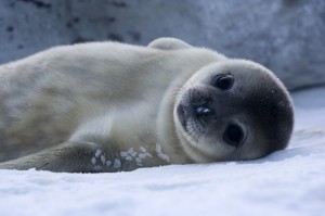 Because they must lean to navigate under sea ice in just over a month, baby Weddell seals are born with near adult-sized brains. (Samuel Blanc)