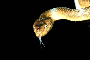Brown tree snakes (Boiga irregularis) caused the local extinction of more than half of Guam's native birds and lizards after it invaded the island in the 1940s. (National Park Service)