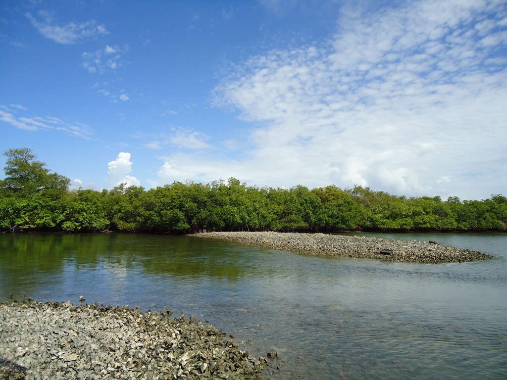Jack's Island oyster reef in Indian River Lagoon, Fla. (Katrina Lohan)