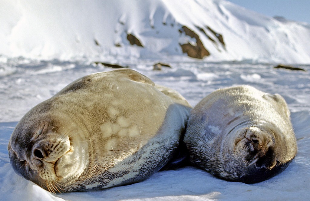 Weddell seals sleeping on the ice. While nursing their young, Weddell seal mothers go through a fasting period and can sacrifice a great deal of body mass to sustain their pups. (Regina Eisert)