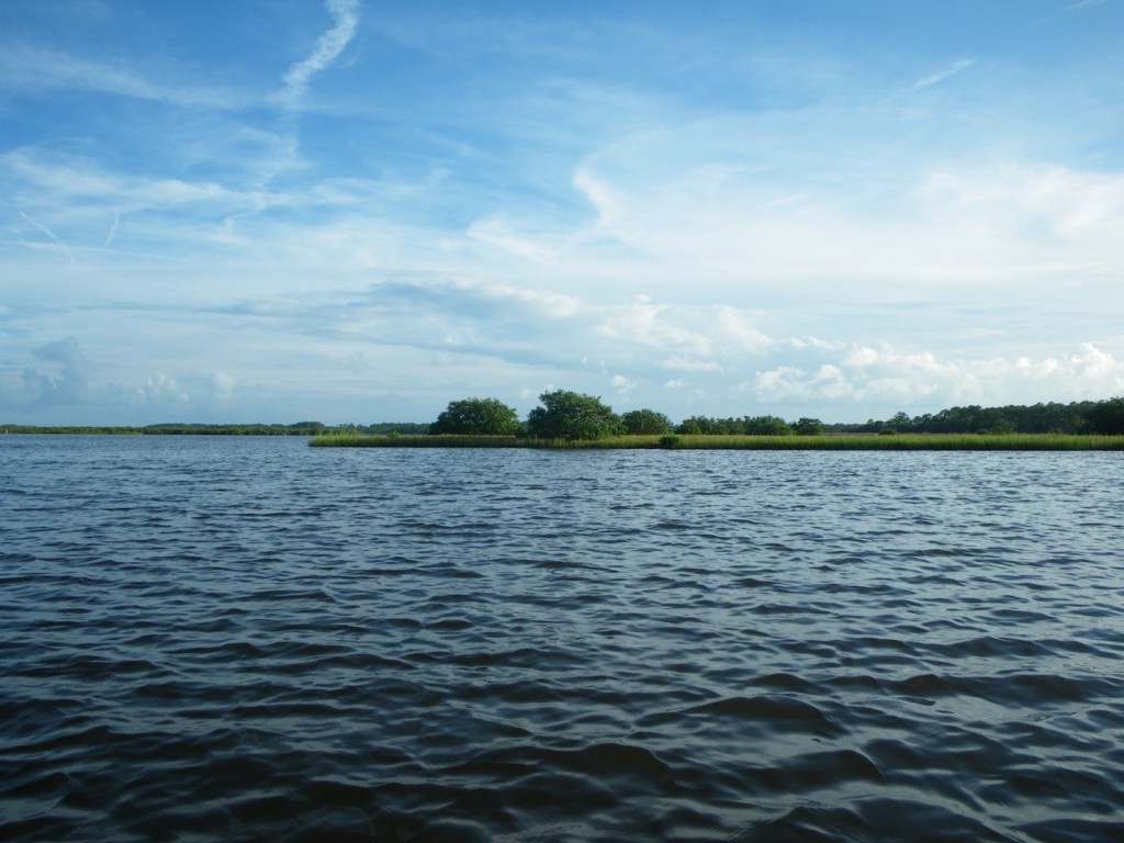 Mangroves are expanding their range northward into salt marsh along the Florida coasts. (Cora Johnston)