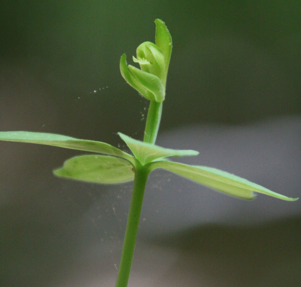Small-whorled pogonia (Smithsonian Environmental Research Center)