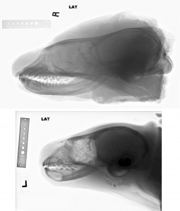 Radiographs of the skulls of an adult (top) and newborn Weddell seal. The cranium (brain size) of the newborn is already close to adult size at birth. (National Zoological Park)