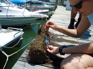Kristy Hill uses cable ties to secure  a "biofilm collector" (a.k.a. microscope slides in a container) to a cage suspended from a local dock. (Katrina Lohan)
