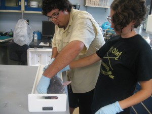 SERCterms Mark and Brooke weigh and measure a bluecatfish. 