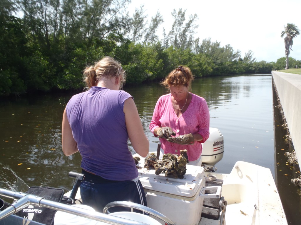 Sherry Reed (in pink) and Kristina Hill pick through clumps of oysters removed from the seawall at the Harbor Branch Oceanographic Institute. (Katrina Lohan)