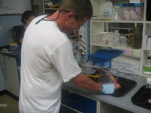 Mike uses a hacksaw to remove the head and access the otolith