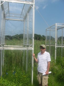 Pat Megonigal, Principal investigator of the Biogeochemsitry Lab and Deputy Director of SERC, points to an experiment to measure how fast invasive Phragmites displaces native species. Phragmites can grow to be 20 ft tall. 