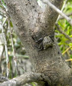 Mangrove tree crab Aratus pisonii on a black mangrove tree. (Megan Riley)