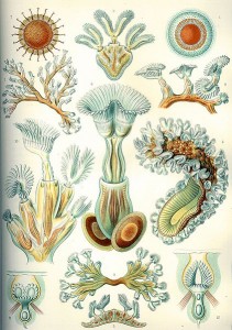 An illustration depicting bryozoans from Ernst Haekel's The Art of Nature (photocredit: wikipedia)
