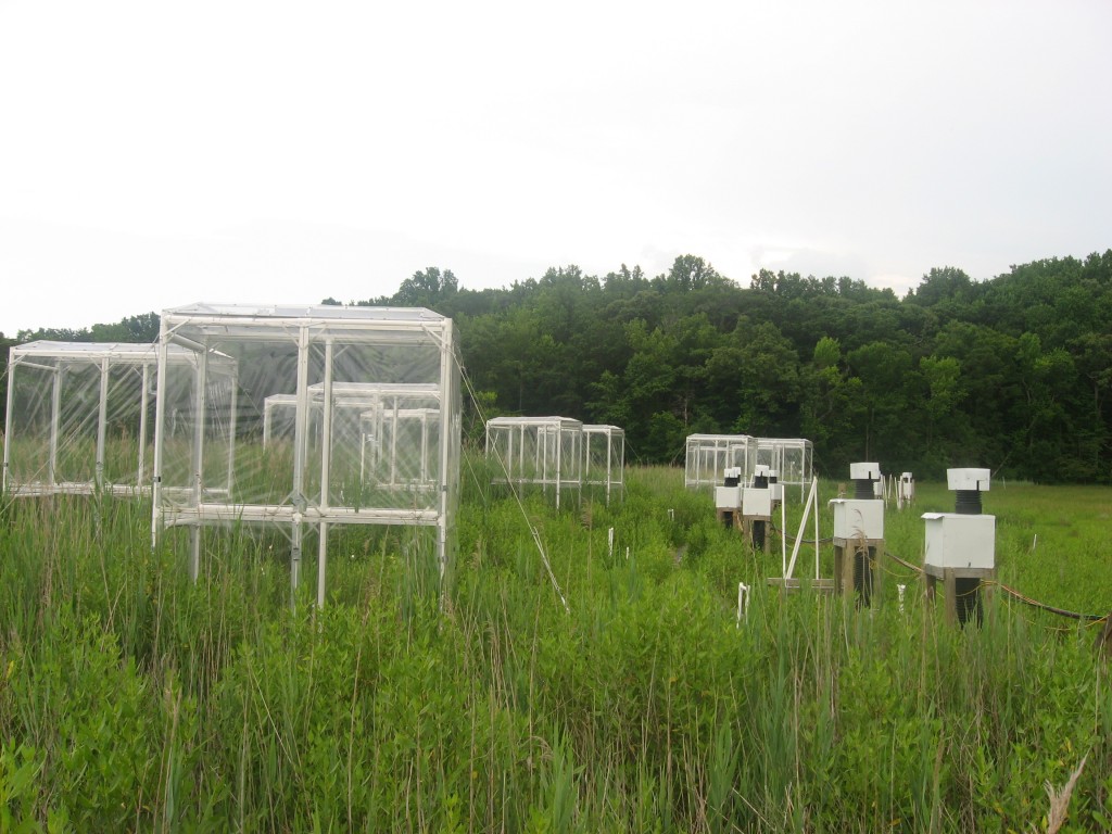 These chambers at Kirkpatrick marsh allow the amount of CO2 and nitrogen to be manipulated, allowing researchers to understand how climate change will affect the growth of Phragmites.