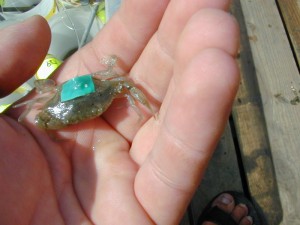 A juvenile blue crab used in a tethering experiment. 