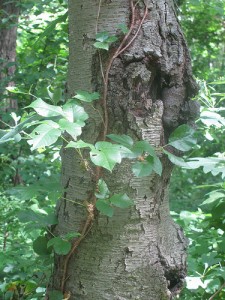 Hairy vine, no friend of mine! Climate change could make poison ivy more noxious. (photo credit: edenpictures/Flickr)