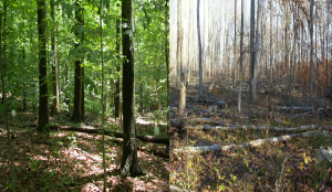 Unlogged (right) vs. Logged  forest. (photo credit Hope Zabronksy)